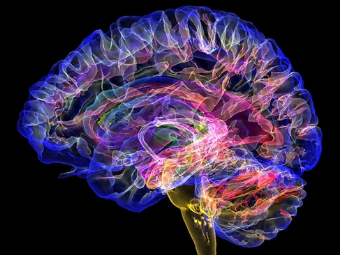 屄屄肏一肏在线大脑植入物有助于严重头部损伤恢复